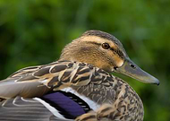 2025-04-25/6bc44277-d4d0-4b23-9b5c-34c369b6606c