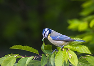 2025-05-23/9f7b7e1b-6c97-499a-b91c-4c1490916e77