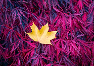 2025-06-19/c1a0d156-8dd1-4363-99f4-7efdd702fa36