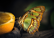 2025-06-28/4b7b841f-b50f-474b-996a-f0af3b1915c8