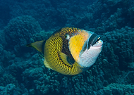 2025-07-01/5031f91a-ab49-486c-ba86-5cb413d323b0