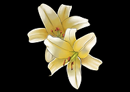 2025-07-01/f35a7d53-73bf-432c-8f51-c20a14742858