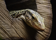 2025-07-25/40a4fef0-0c67-4fae-8d7e-6bdcc1ecf180