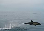 2025-09-26/cf055ba4-e1da-4831-b00e-7f8bb268c92f