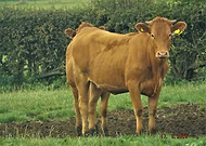 2025-10-06/a6fff29c-b588-4372-9b20-a6dae1f8f40c