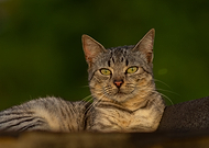 2025-11-22/6a7537a3-0c69-403a-ab74-45c760d3a3ef