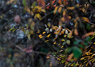 2025-11-27/a0935754-7f21-4a2f-8636-ad2bdd9df724