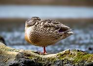 2026-01-19/9aee5dec-8b16-4df9-9b0f-4d9aa278e1a8