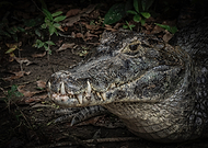 2026-02-03/7cfab40f-8e1f-461b-9b3c-dea229402081