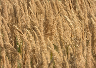 2026-02-10/2ee45d2a-1adf-4275-8603-05477d2670e6