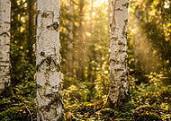 2026-03-11/74dfa781-f78f-4b27-9d5b-f07cd997c2b7