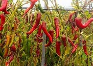 2026-03-17/c4da7f08-1634-4ea1-a21b-57e41ead3532