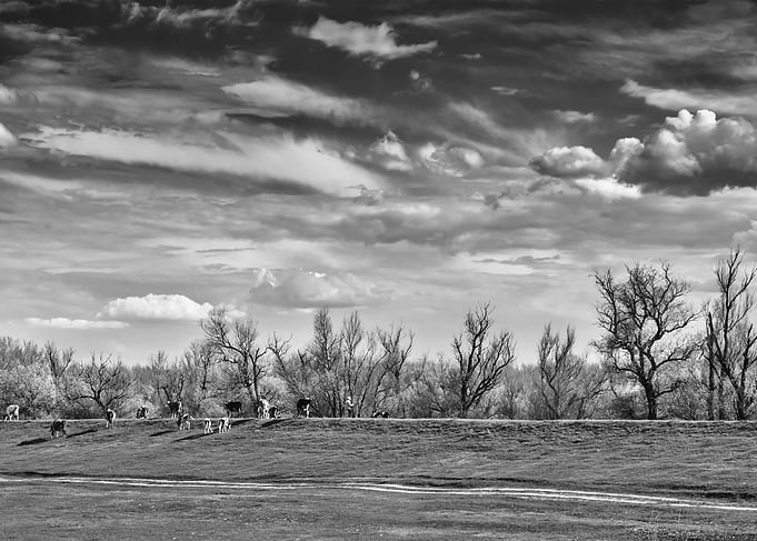 Landscape