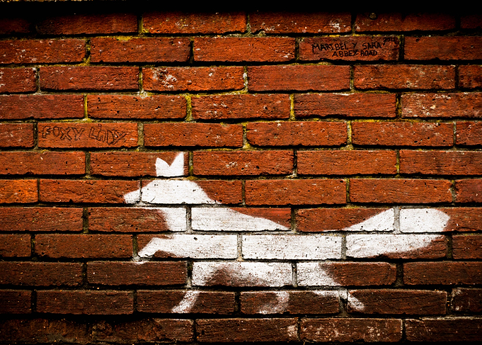 Foxy lady