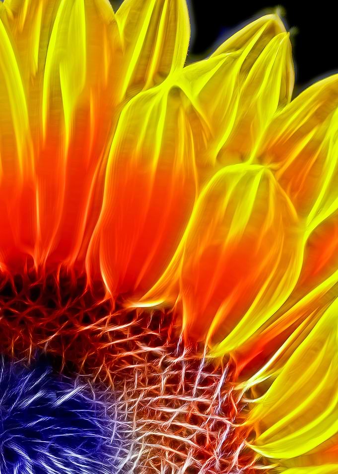 Close up of a sunflower, shot in natural light and post ...