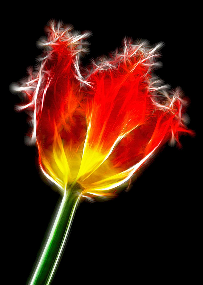 A studio shot of a parrot tulip lit from behind and the ...