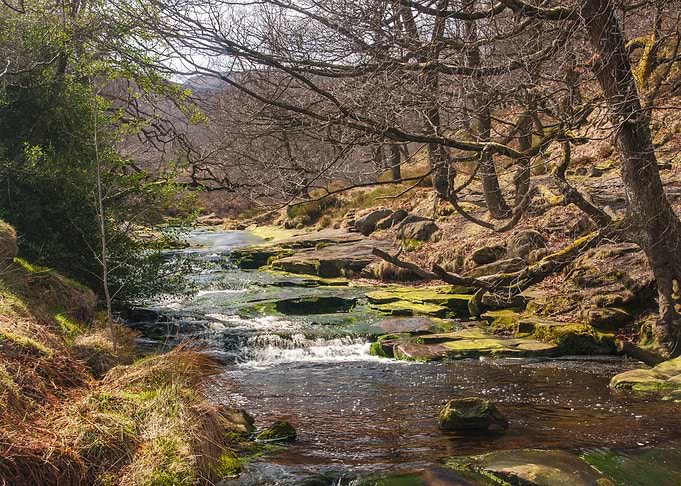 Birchen Bank Wood and Stream
