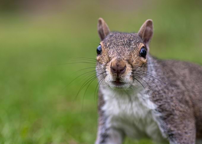 Squirrel