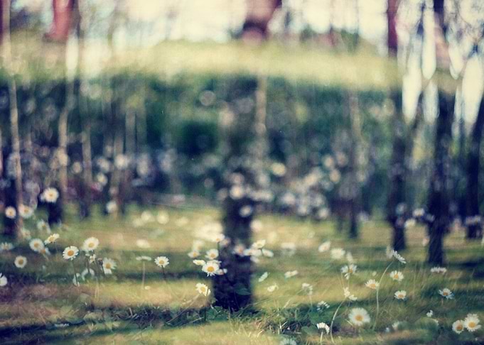 ' inside the nature ' film double exposure in camera