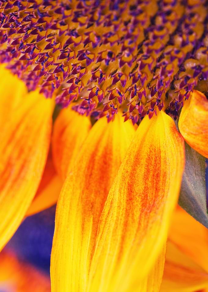 Sunflower III - ©Silvia Ganora - Do not copy or use in ...