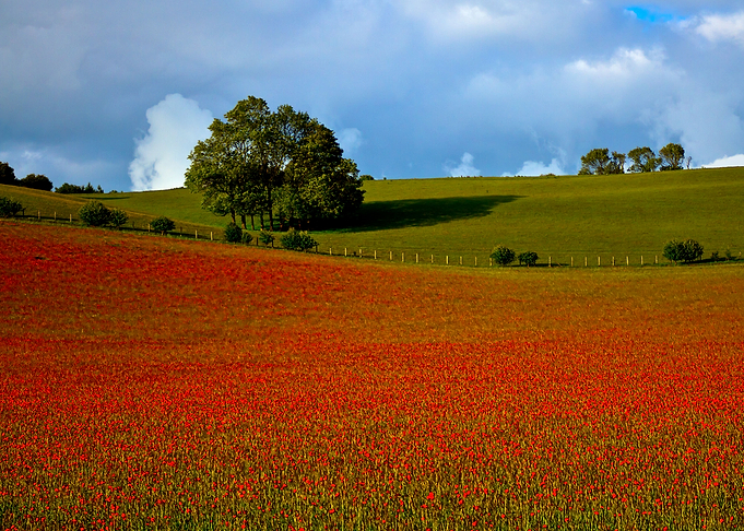 A field full of poppies a few days before they fully op ...