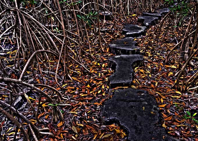 The Mayan Pathway
