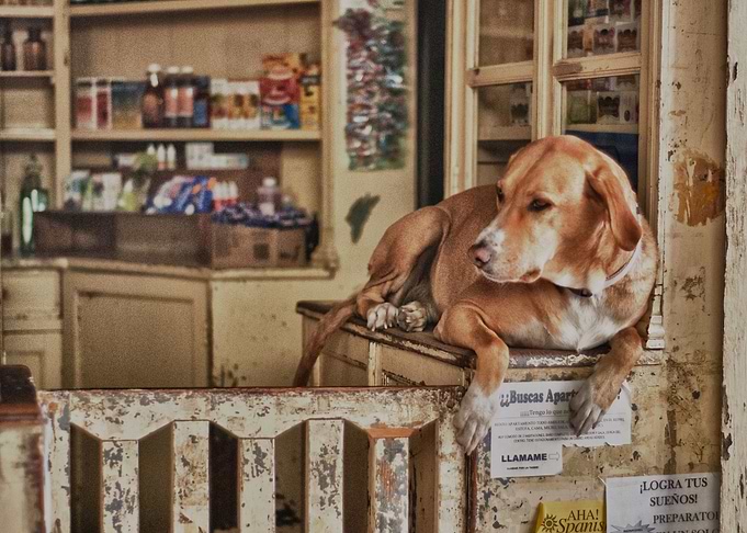 Old dog