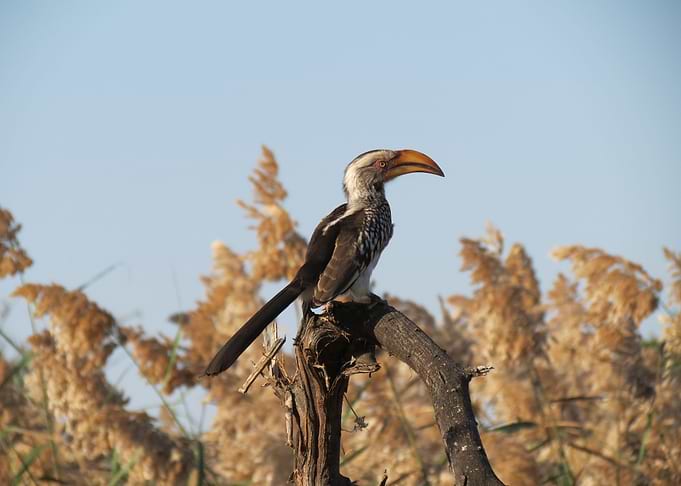 This photo was shot in Pilanesberg National Park in Sou ...