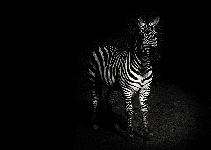Cebra de Grants. Foto nocturna en el Zoológico de la Ci ...