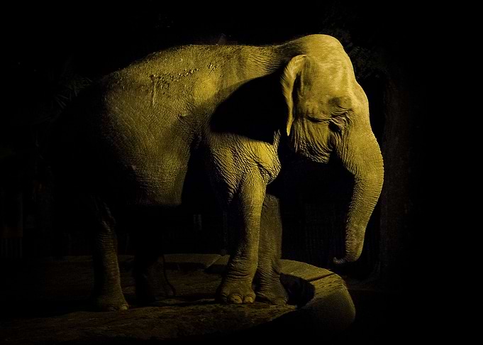 Elefante Asiático. Foto nocturna en el Zoológico de la ...