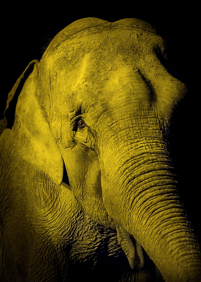 Elefante Asiático. Foto nocturna en el Zoológico de la ...