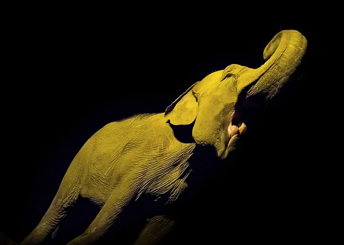 Elefante Asiático. Foto nocturna en el Zoológico de la ...