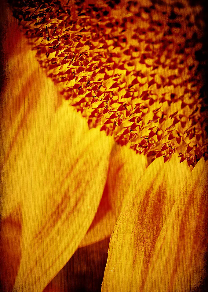 Sunflower - ©Silvia Ganora - Do not copy or use in any ...
