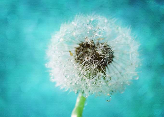 macro of a dandelion seedhead