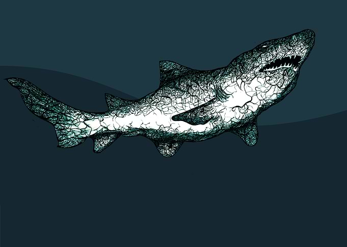 Shark.
