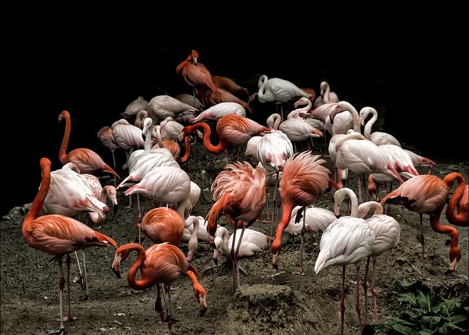 A group of flamingos at the Hellabrunn Zoo in Munich, G ...