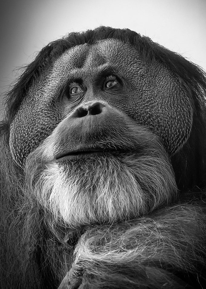 Orang utan male Bruno at the Hellabrunn Zoo.