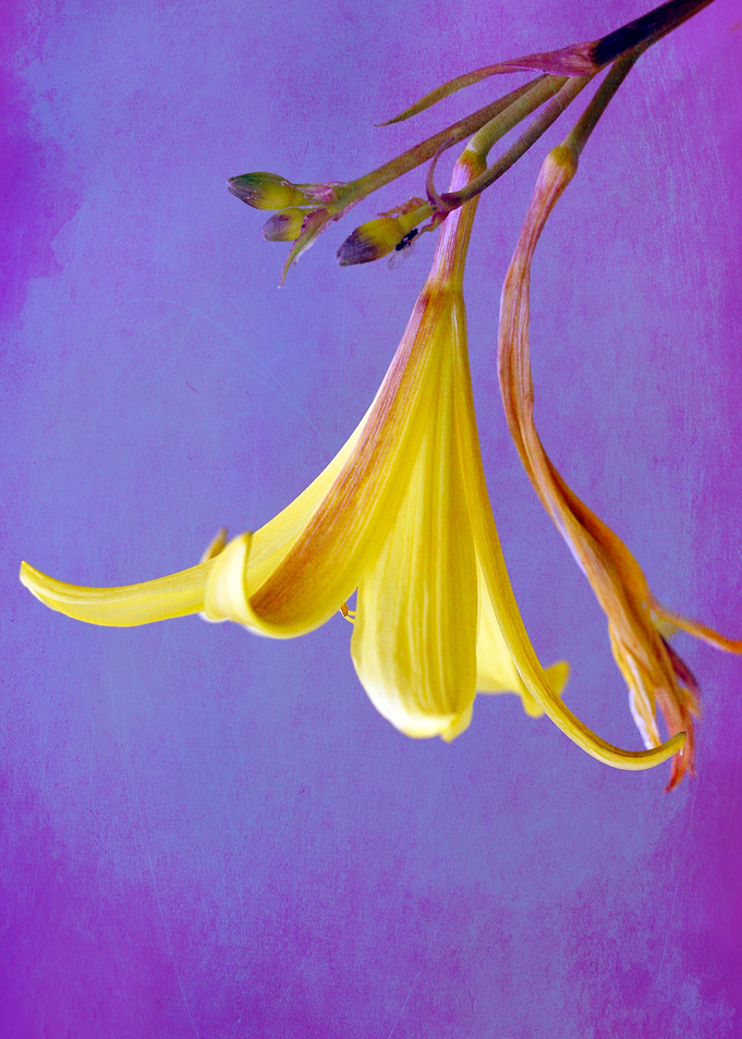 lily bloom with colored background