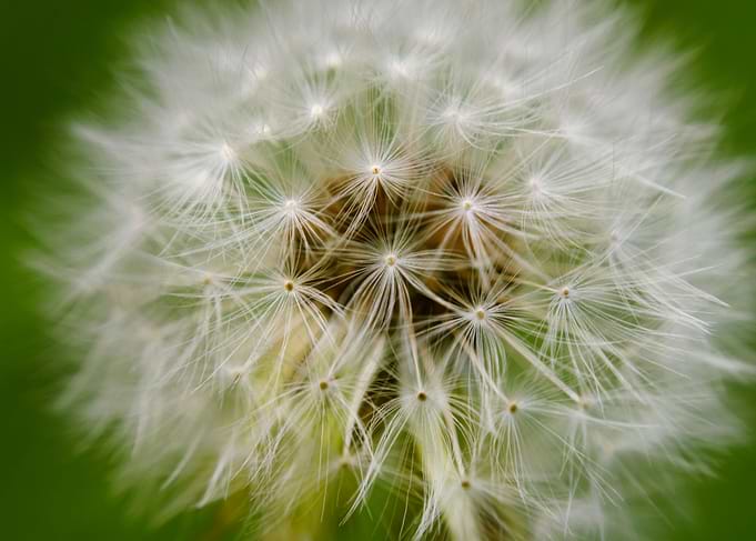 Macro of flower