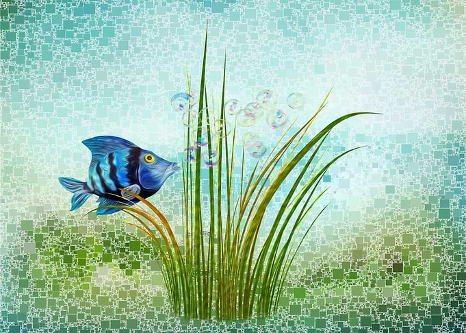 little fish