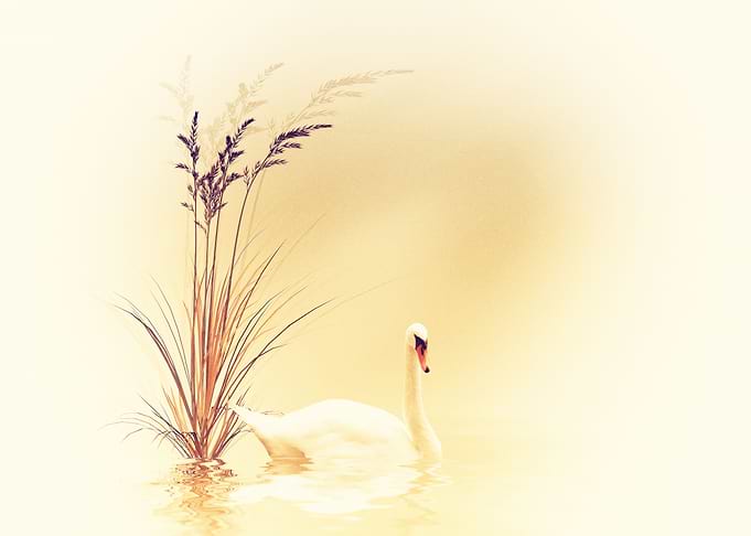 white swan