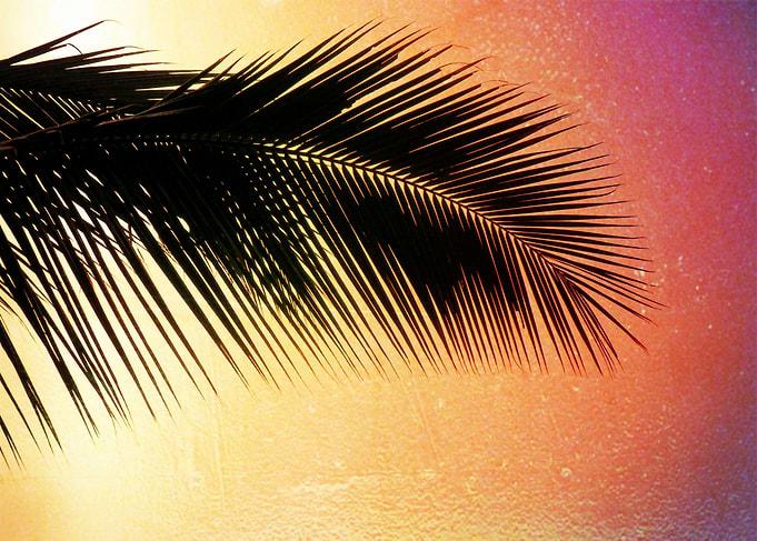 The palm tree...