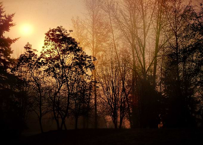 morning sunrise through the foggy trees