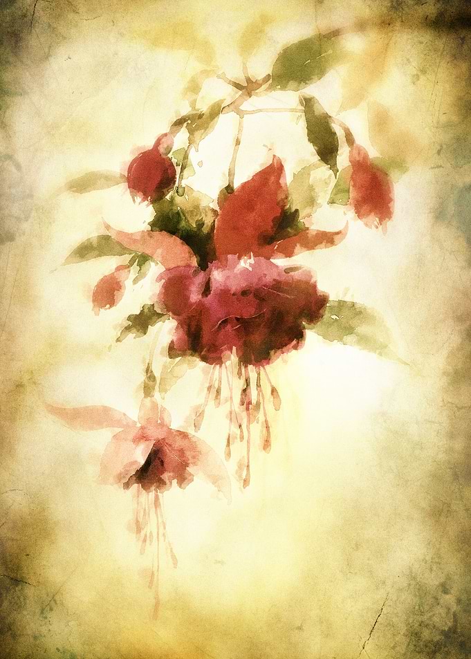 Fuchsie