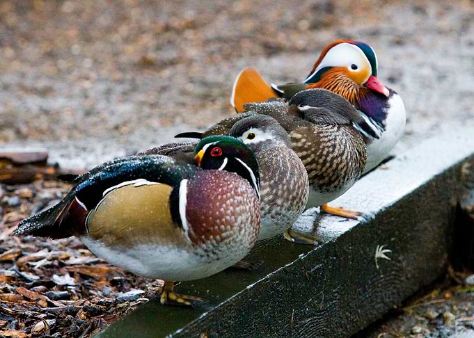 I capture those ducks in one of London parks.