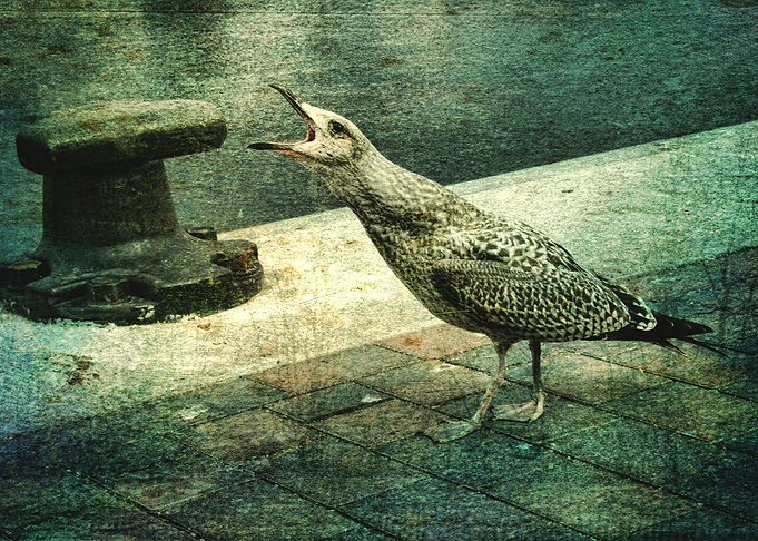 The Cry Of The Gull