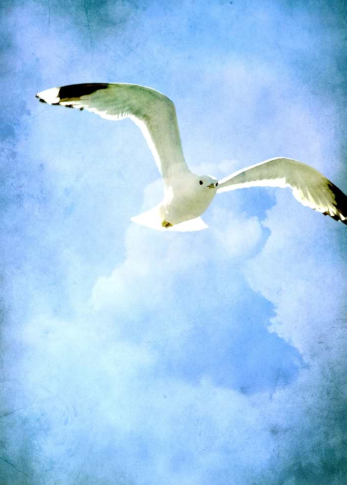 Seagull