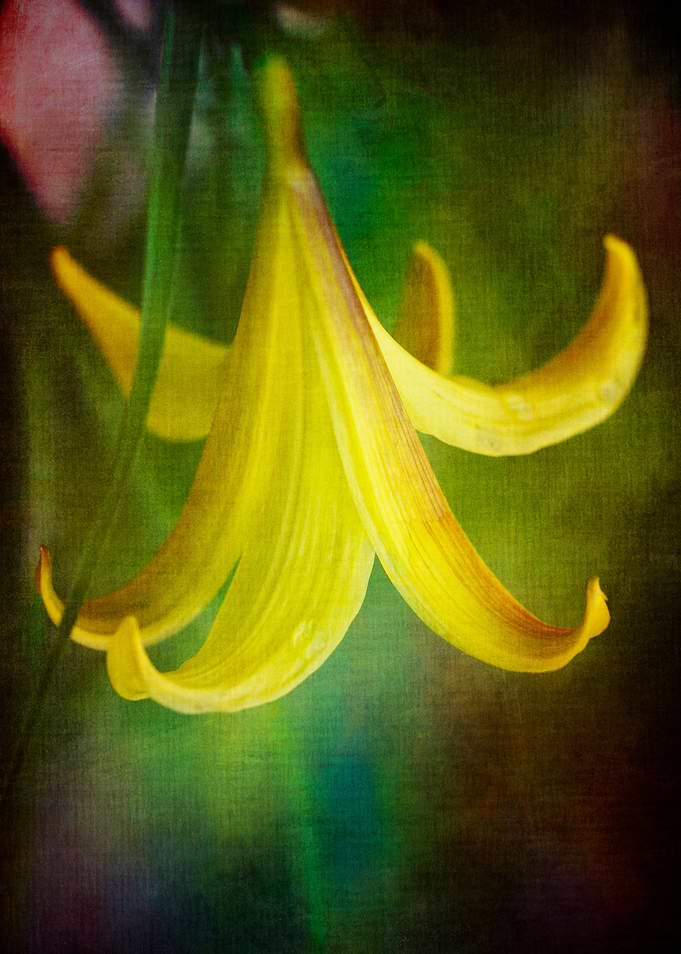 lily photo with texture