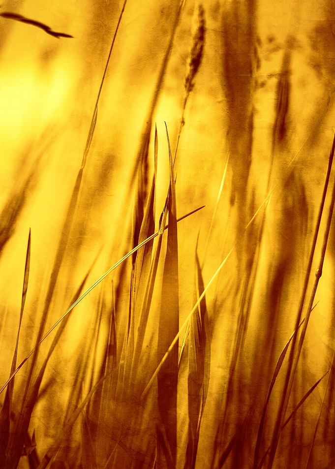 Grass