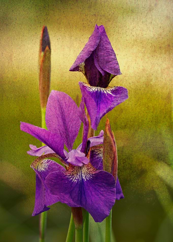 iris photo with texture